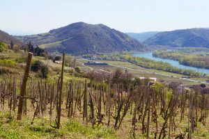 Domaine Rousset vineyards