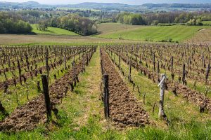 Credoz Vineyards Cotes de Jura