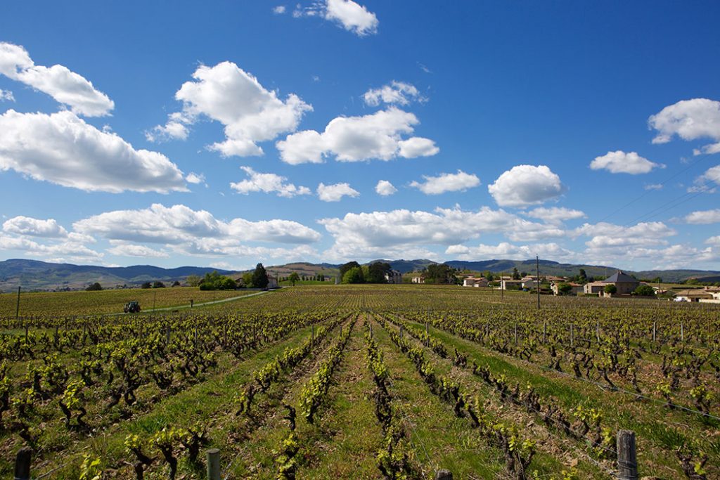 Chardigny vineyards
