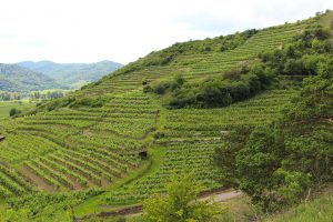 Vineyard in the Wachau
