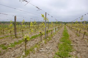 Brendan Stater West vineyards