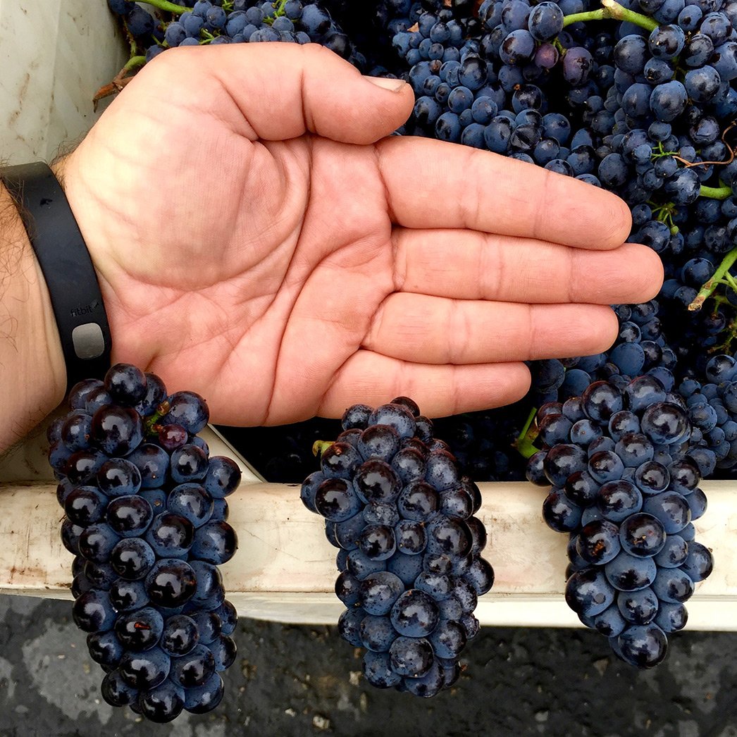 Pinot clusters stems