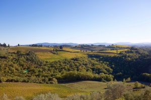 Quercia al Poggio Vineyard