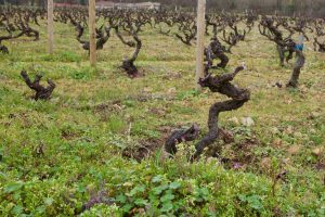 Anthony Thevenet's vineyards