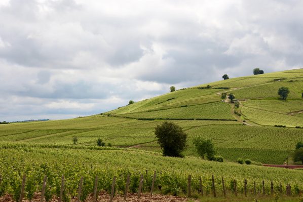 François Crochet's vineyards in Sancerre, Loire Valley