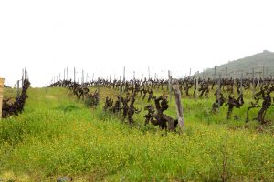 Clos Fornelli Vineyards