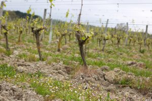 Vineyard soil is completely composed of tuffeau limestone