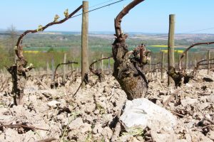 François Crochet's vineyard rocks in Sancerre