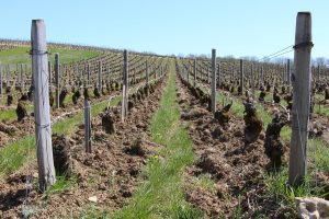 Sauvignon blanc vines from François Crochet's vineyards in Sancerre