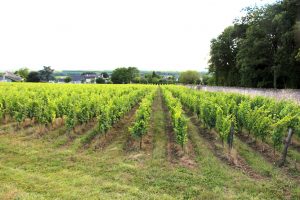 Romain Guiberteau's Chenin Blanc vineyard in Saumur, Loire Valley