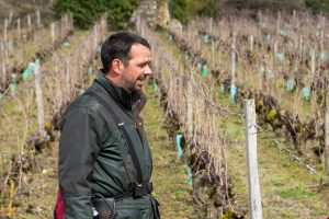 Romain Guiberteau's working in his Chenin Blanc vineyard in Saumur, Loire Valley