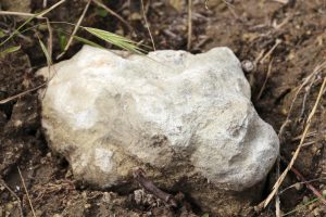 Tuffeau limestone rock from Romain Guiberteau's Chenin Blanc vineyard in Saumur, Loire Valley