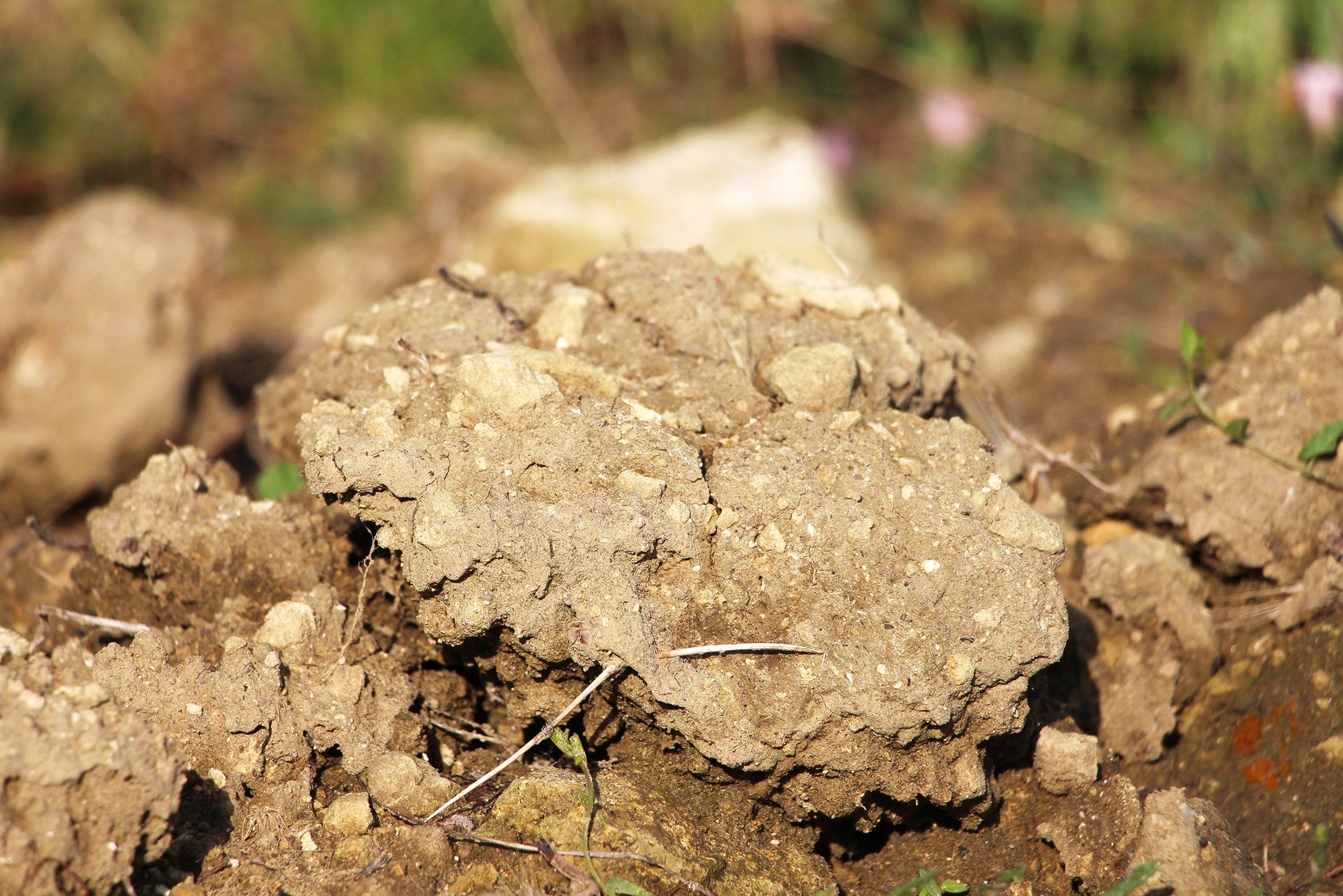 Top soil from Arnaud Lambert's vineyard composed of Clay and sand in Brézé, Saumur