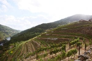 Fazenda Agrícola Prádio vineyard in Ribeira Sacra, Galician