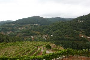 Fazenda Agrícola Prádio, vineyards in Ribeira Sacra, Galician