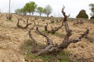 Pre-phylloxera vines in the Carremolino vineyard of César Fernández