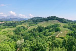 Andrea Monti Perini vineyards