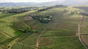 Thevenet vineyard