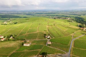 Thevenet vineyard